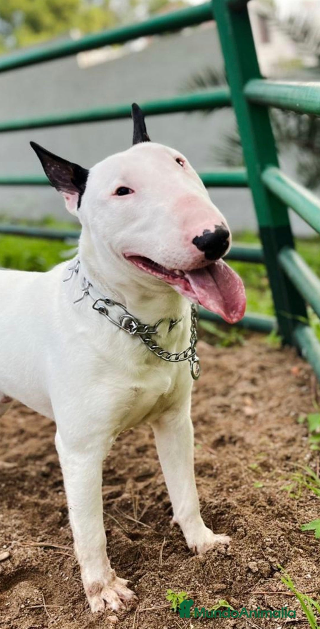 Bull Terrier perros en venta: Bullterrier mini - Anuncio 9