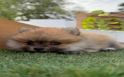 Pomerania perros en venta: POMERANIA HEMBRA - Imagen 9