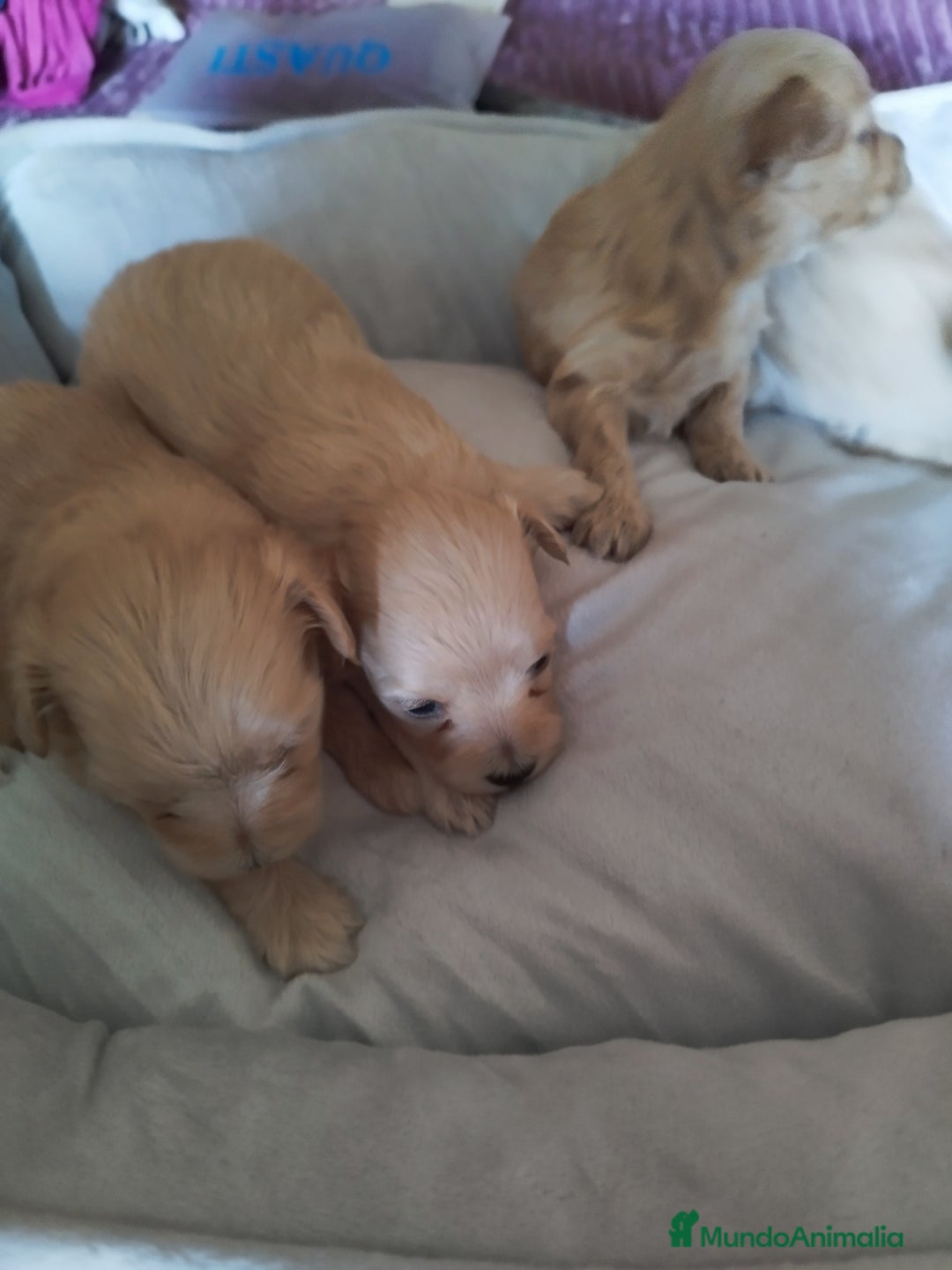 Maltipoo perros en venta: Maltipoo calidad y selección  - Imagen 5