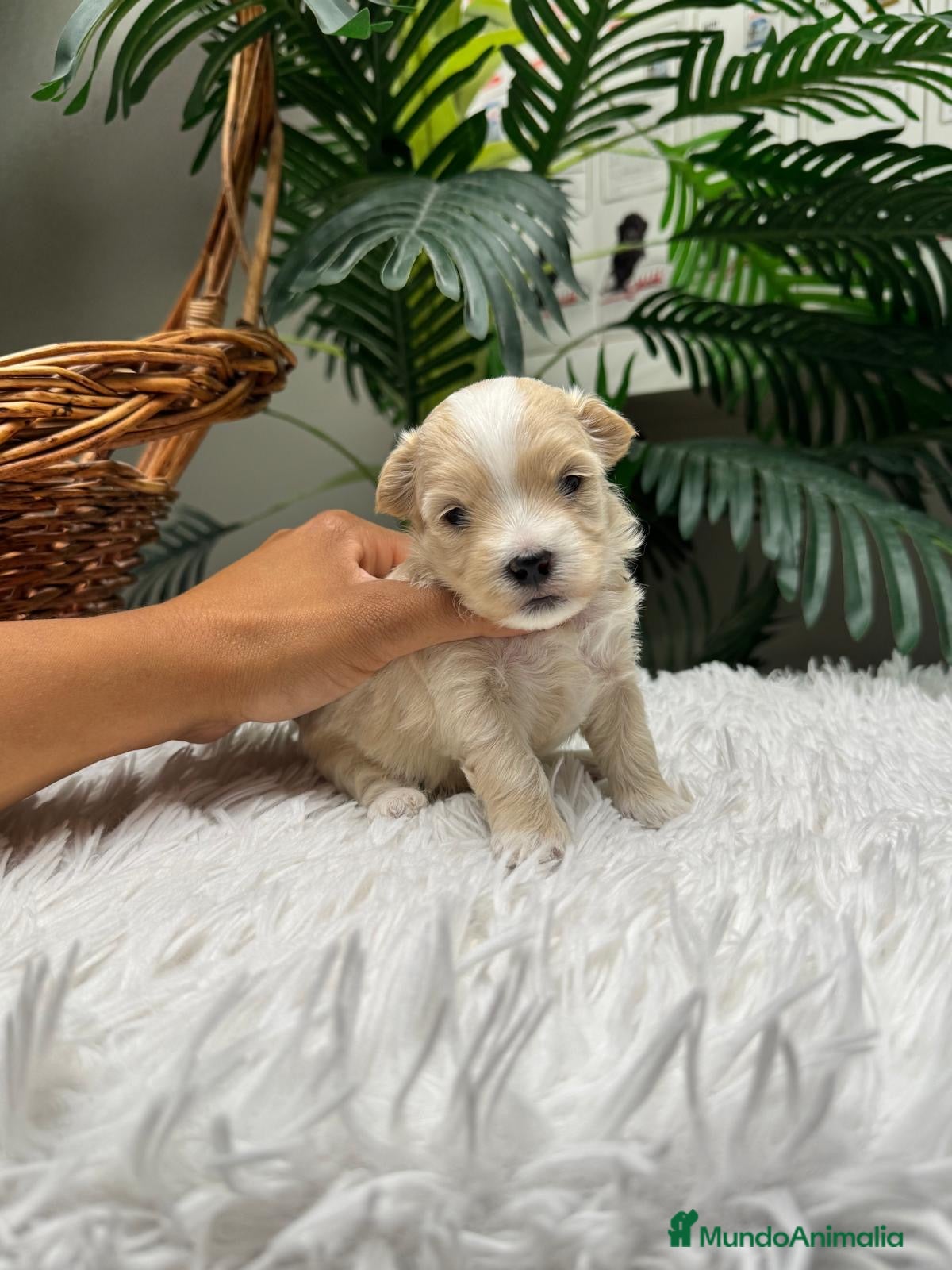 Maltipoo perros MALTIPOO 💙 - Anuncio 2