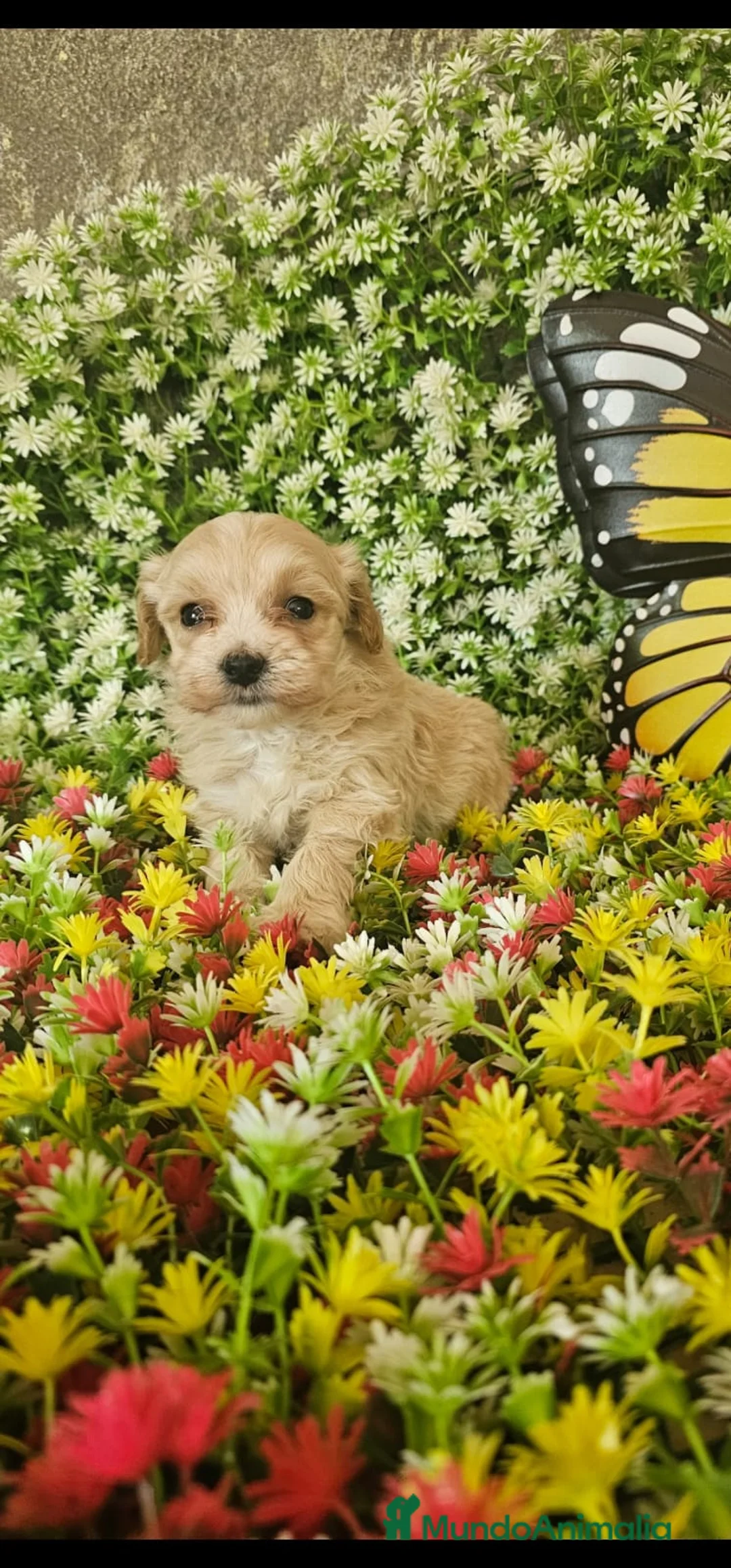 Maltipoo perros en venta: CAMADA DE MALTIPOO  en Málaga - Anuncio 2