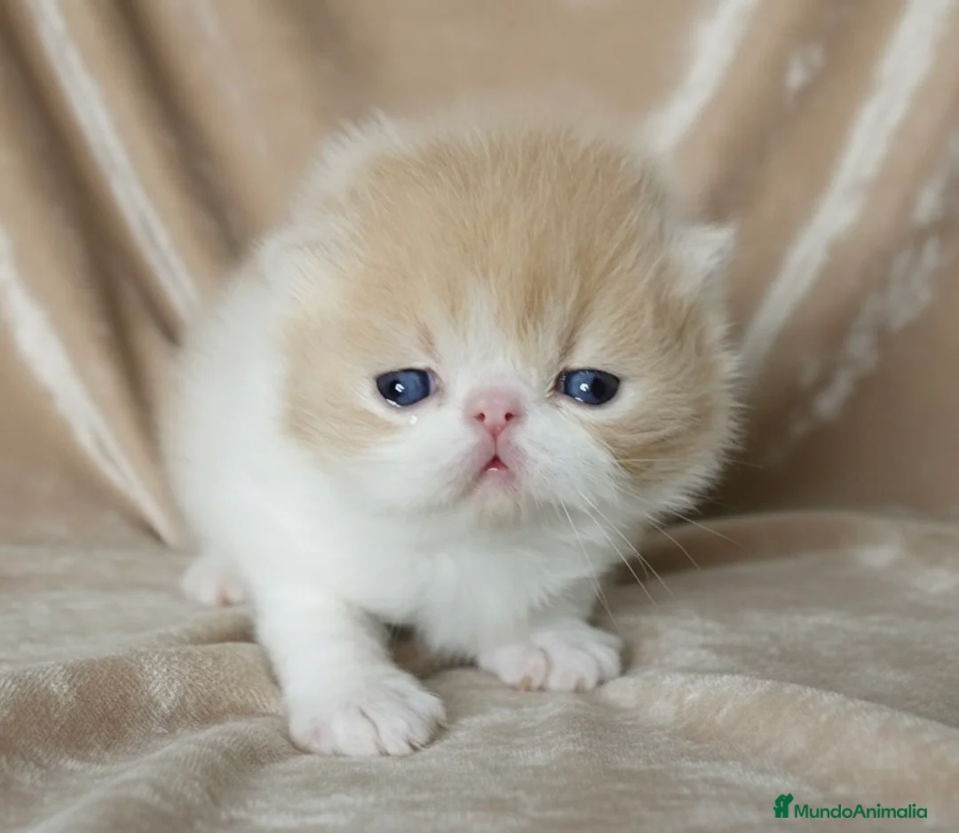 Persa gatos en venta: Gatito persa bicolor crema  - Anuncio 2