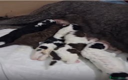 Perro de Agua Español perros en venta: PERRO DE AGUA ESPAÑOL - Anuncio 1