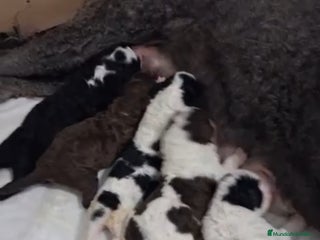 Perro de Agua Español perros PERRO DE AGUA ESPAÑOL - Anuncio 1