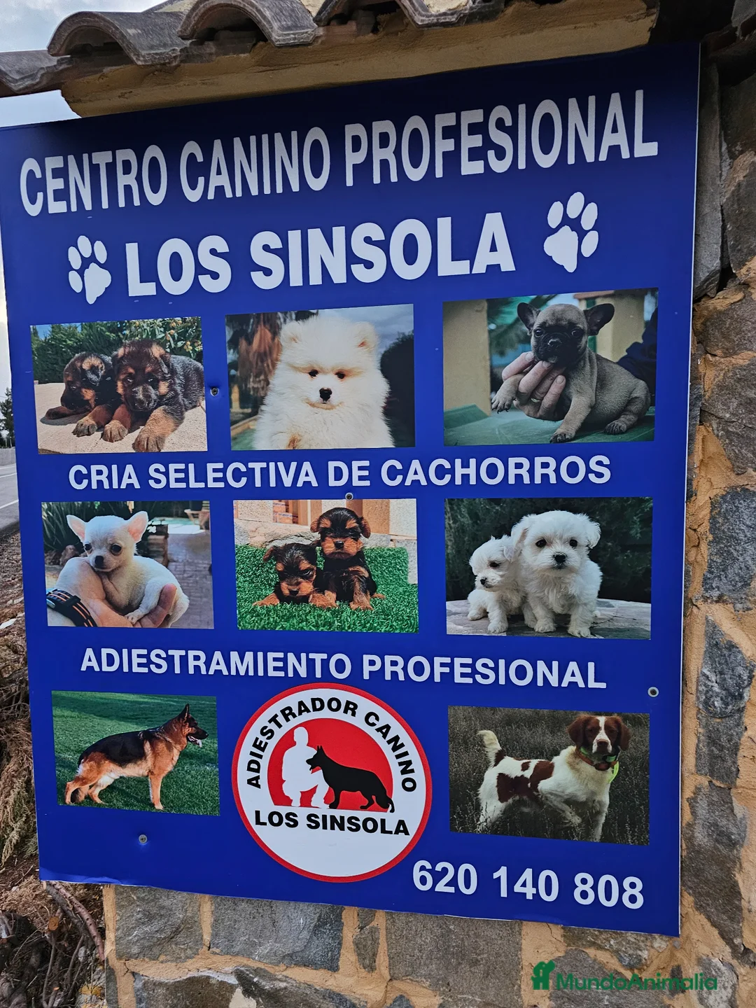 Pomerania perros en venta: Preciosas hembras de Pomerania mini - Anuncio 3