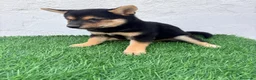 Shiba Inu perros en venta: Shiba Inu - Anuncio 10