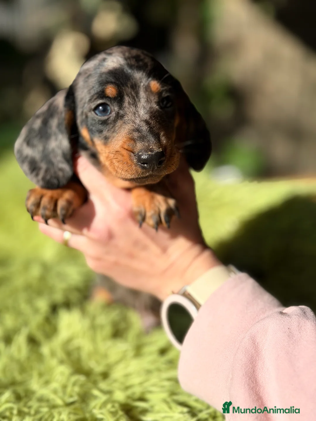 Teckel Miniatura perros en venta: Teckel Arlequin diminuto  - Anuncio 6