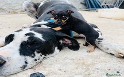 Chihuahua perros en venta: Cachorritos de chihuahua - Imagen 2