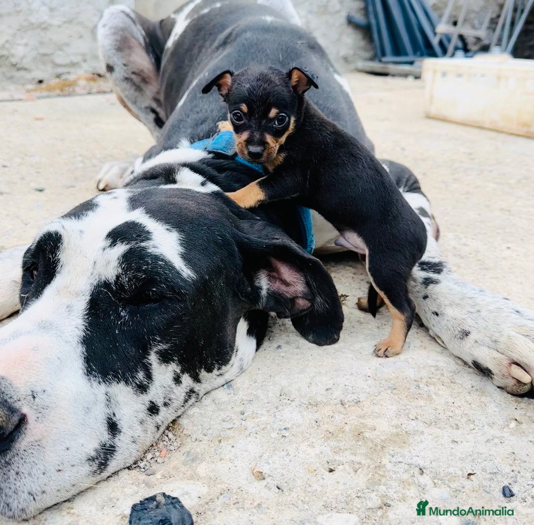 Chihuahua perros en venta: Cachorritos de chihuahua - Imagen 2