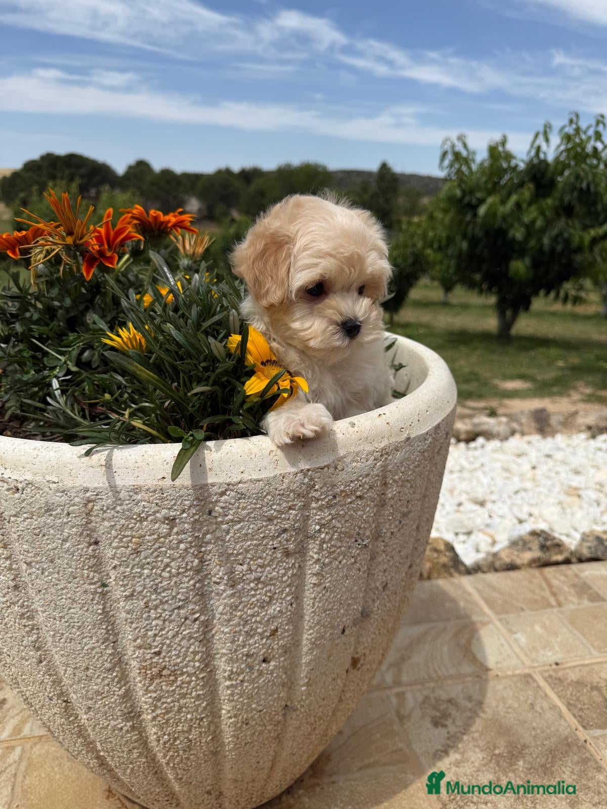 Maltipoo perros en venta: Maltipoo toy disponible !!! - Anuncio 8