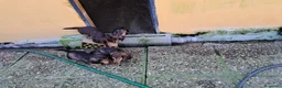 Teckel Miniatura perros en venta: Teckel miniatura de pelo largo - Anuncio 5