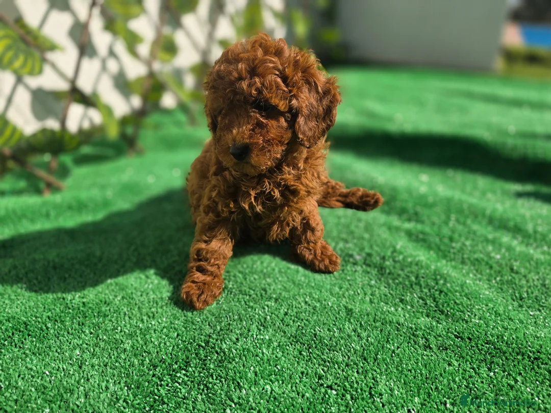 Caniche Enano perros en venta: CANICHE TOY  - Anuncio 2