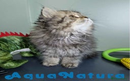Persa gatos en venta: Persa Hembra Virgi 7727 AQUANATURA - Imagen 5