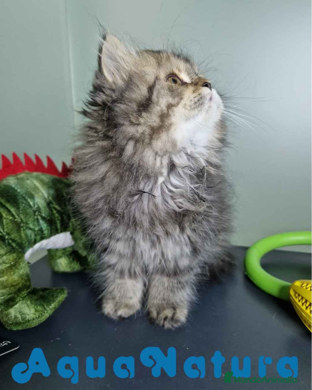 Persa gatos en venta: Persa Hembra Virgi 7727 AQUANATURA - Imagen 5