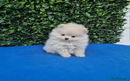 Pomerania perros en venta: Pomerania de Lulú - Imagen 1