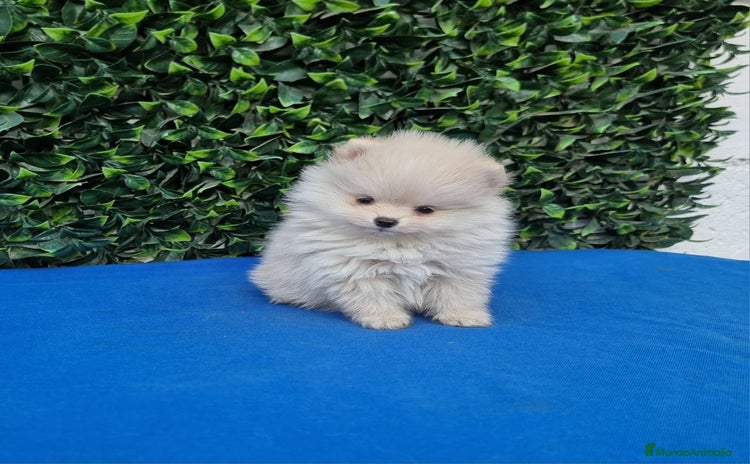 Pomerania perros - Propaganda 5