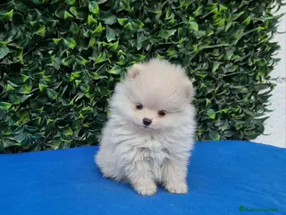 Pomerania perros Pomerania de Lulú - Anuncio 1