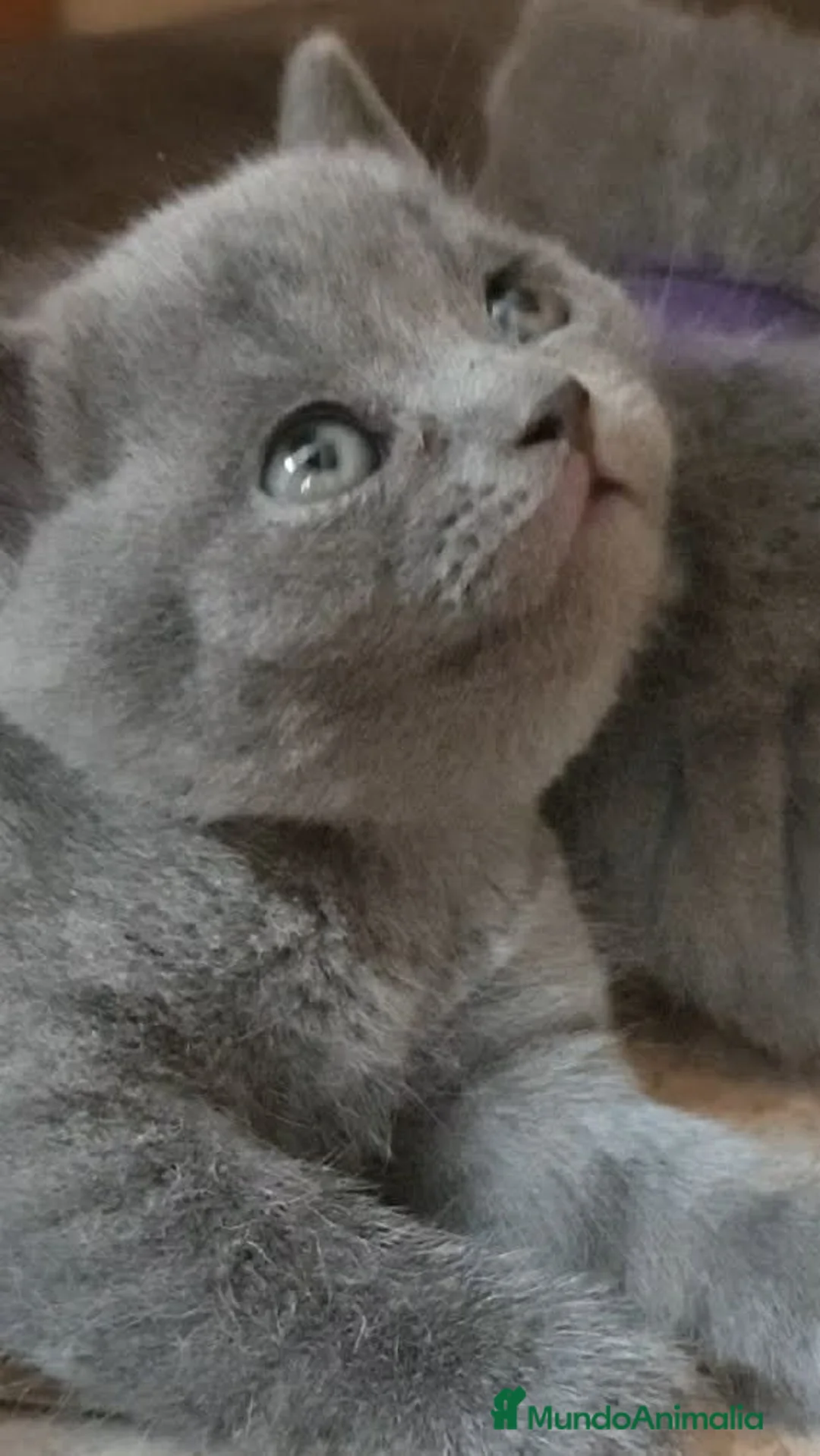 Británico de Pelo Corto gatos en venta: Gato British shorthair  - Anuncio 2