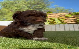 Perro de Agua Español perros en venta: PERRO DE AGUA ESPAÑOL MACHO - Imagen 5