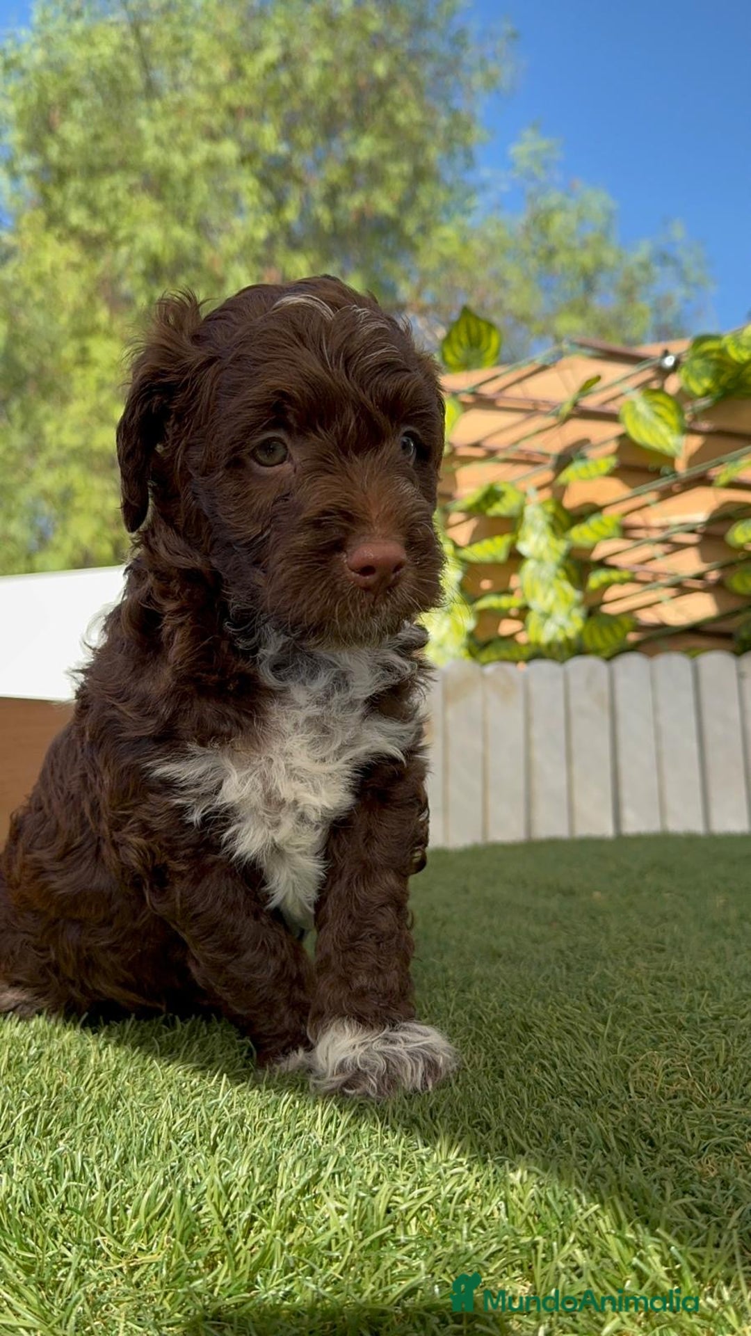 Perro de Agua Español perros en venta: PERRO DE AGUA ESPAÑOL MACHO - Imagen 5