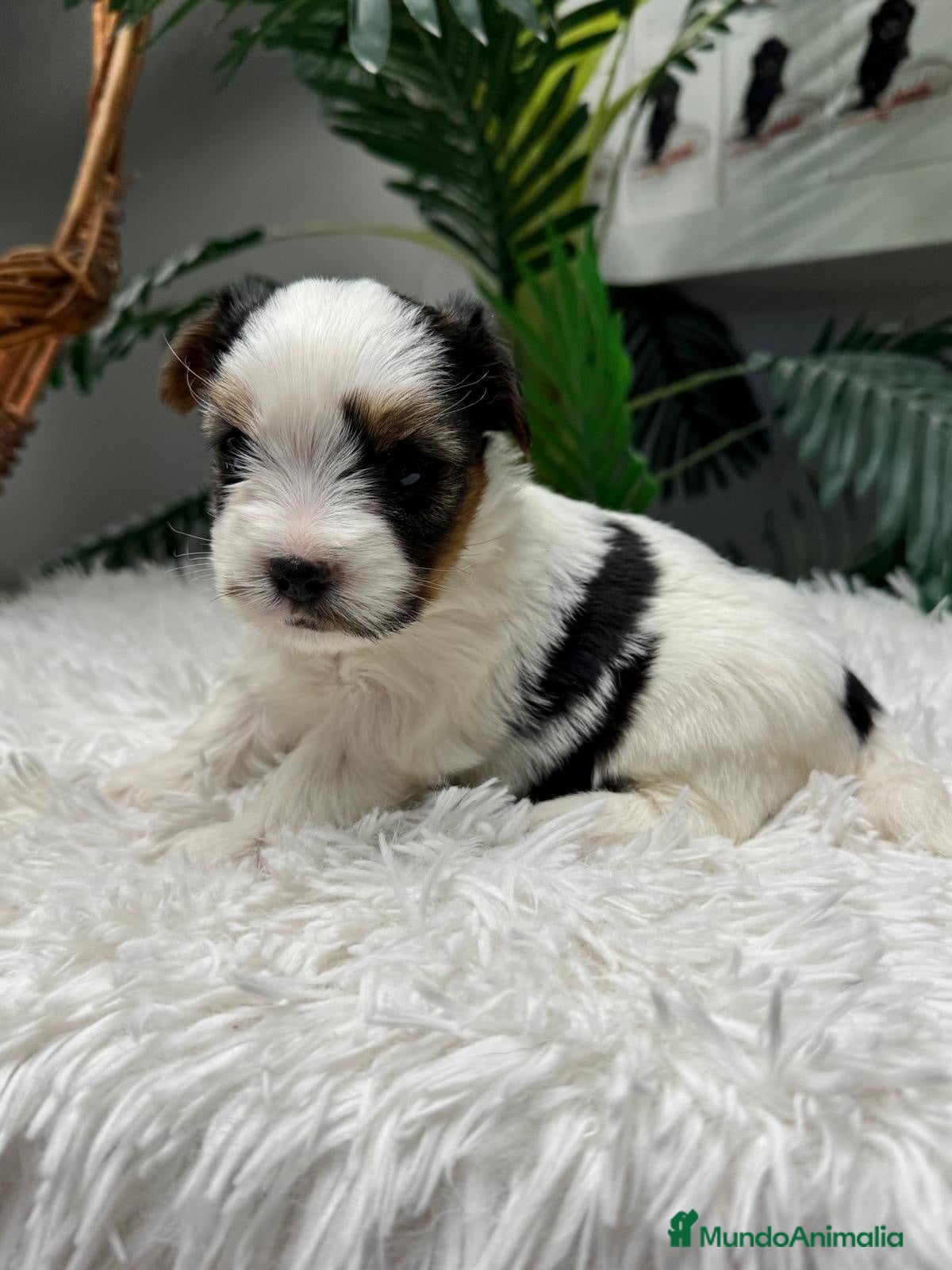 Yorkshire Terrier perros YORKSHIRE BIEWER - Anuncio 2