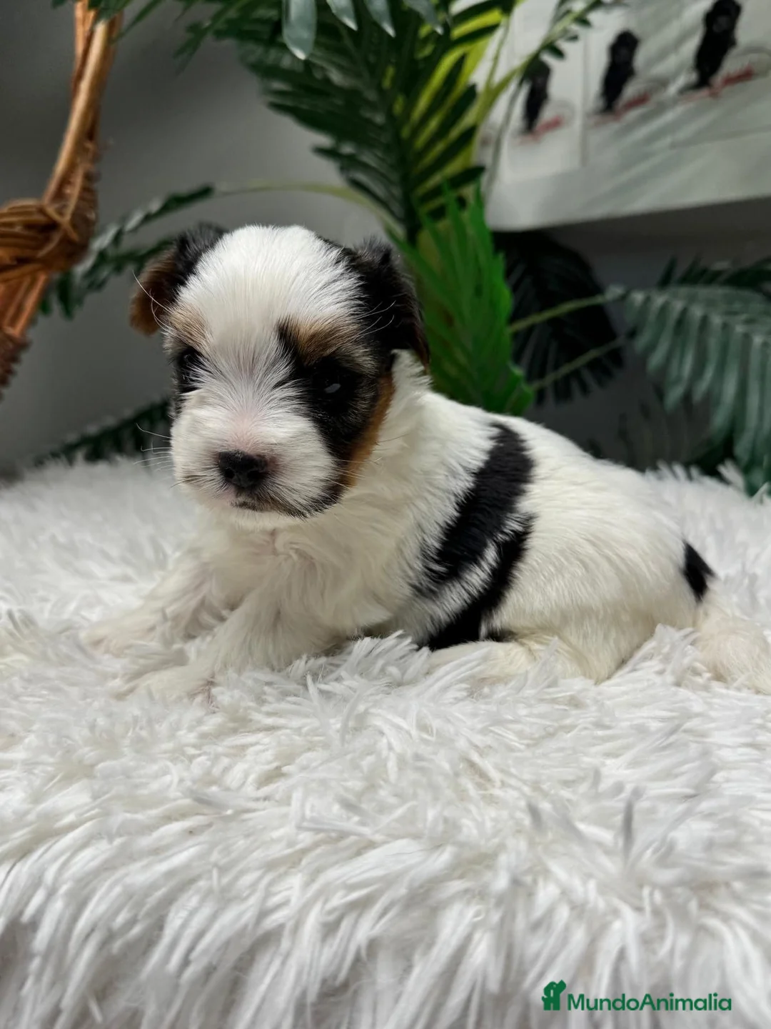 Yorkshire Terrier perros en venta: YORKSHIRE BIEWER - Anuncio 1