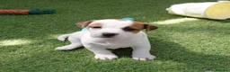 Jack Russell Terrier perros en venta: Jack Russell  - Anuncio 3