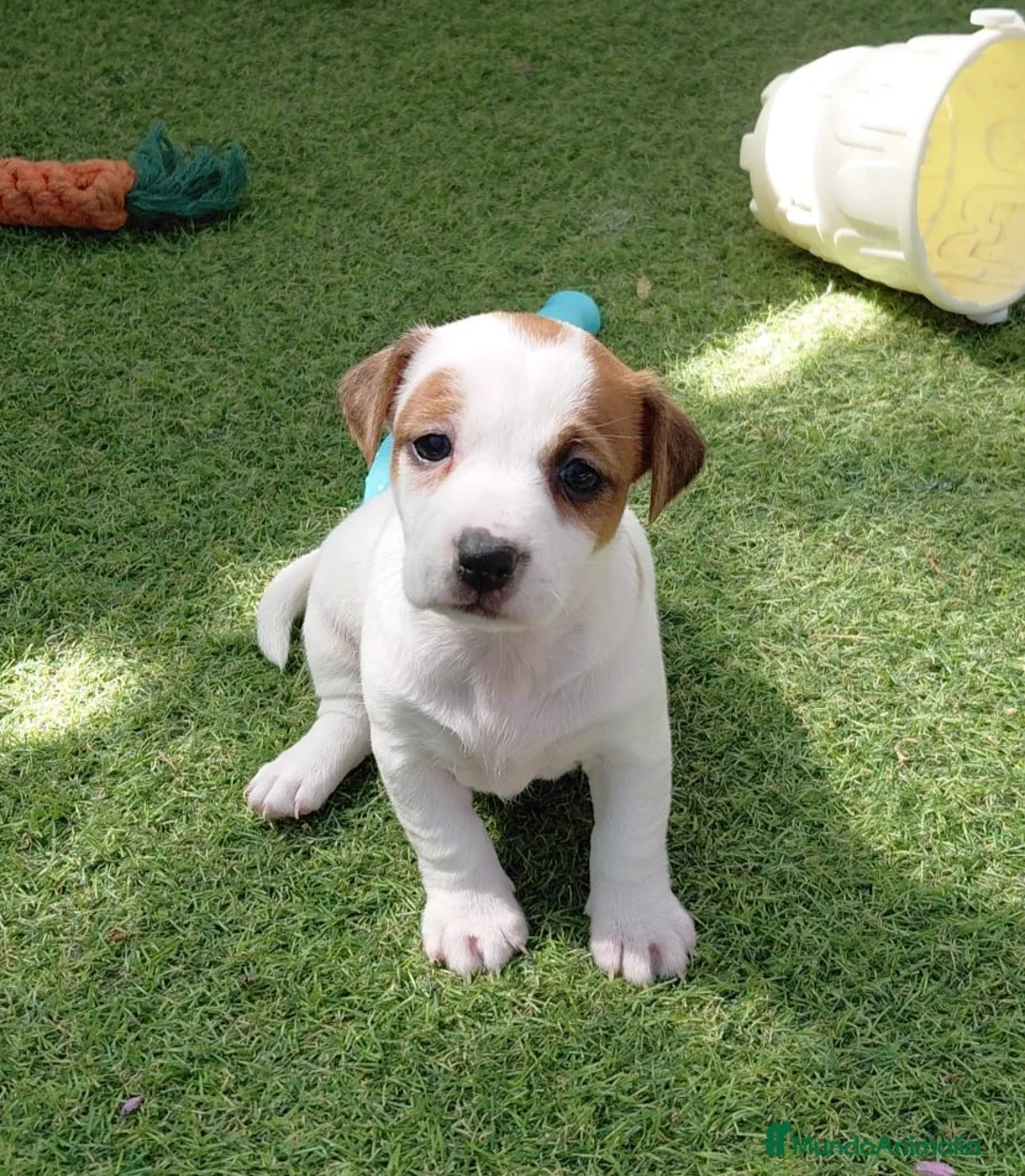 Jack Russell Terrier perros en venta: Jack Russell  - Anuncio 3