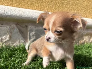 Chihuahua perros Chihuahua mini Toy pelo largo chocolate - Anuncio 27