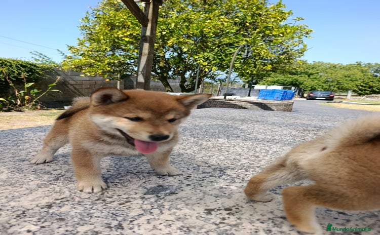 Shiba Inu perros - Anuncio 2