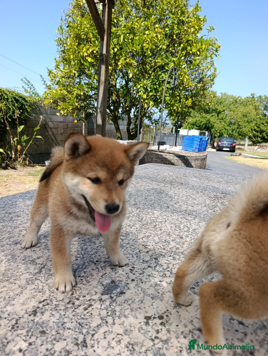 Shiba Inu perros en venta: SHIBA INU PONTEVEDRA - Imagen 1