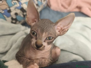 Sphynx gatos Sphynx exclusivos - Anuncio 1