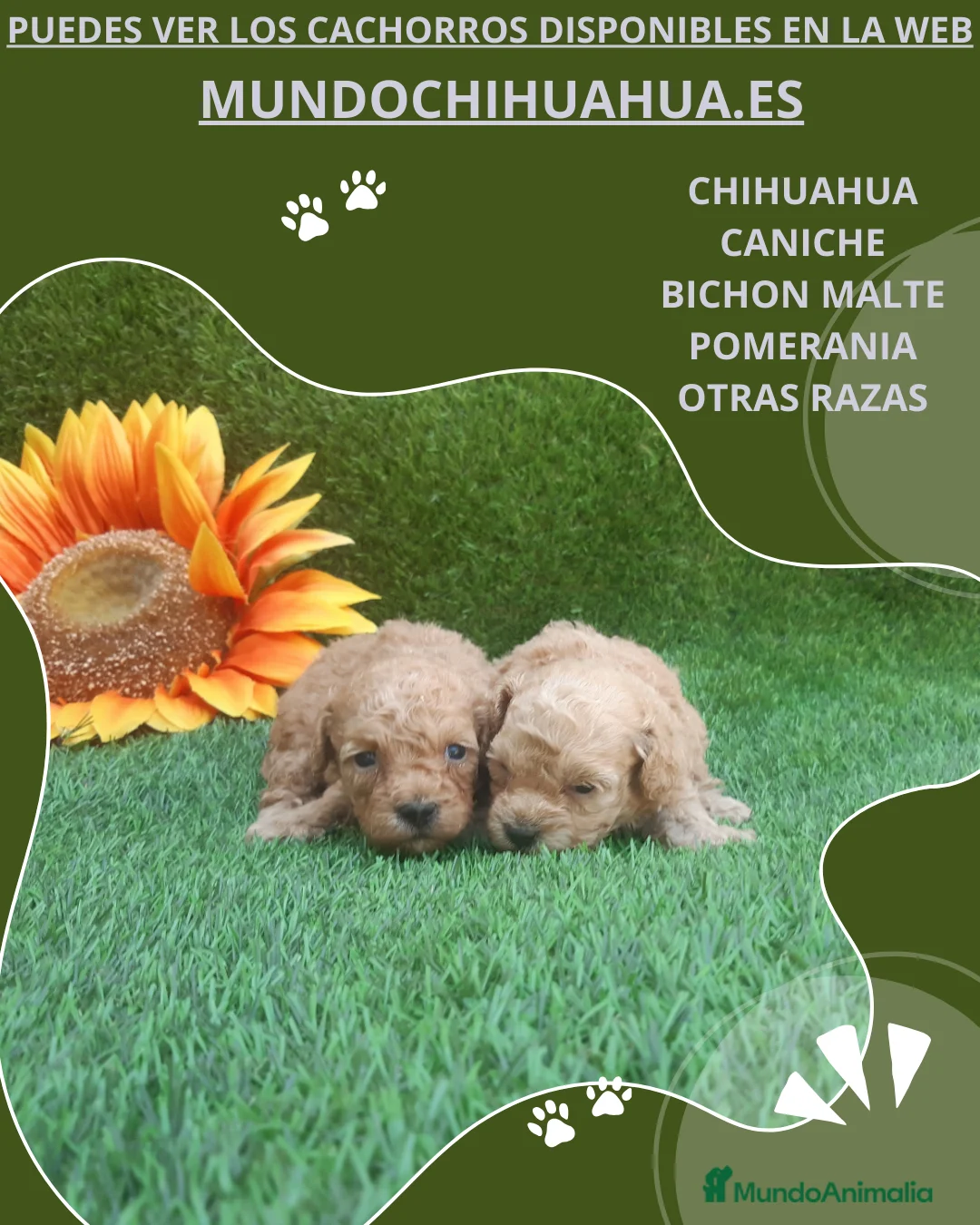 Caniche Toy perros en venta: PRECIOSOS CANICHE  ROJO LINEA TOY  - Anuncio 5