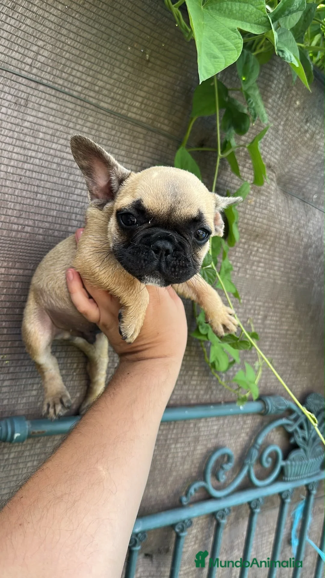 Bulldog Francés perros en venta: Cachorros de bulldog francés - Anuncio 2