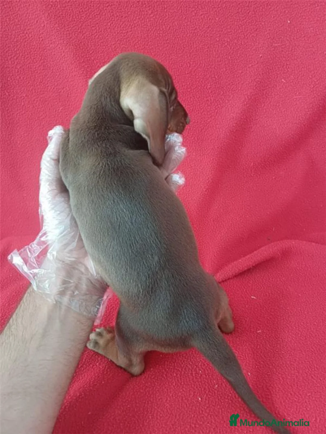 Teckel Miniatura perros en venta: Teckel Mini Chocolate  - Anuncio 2