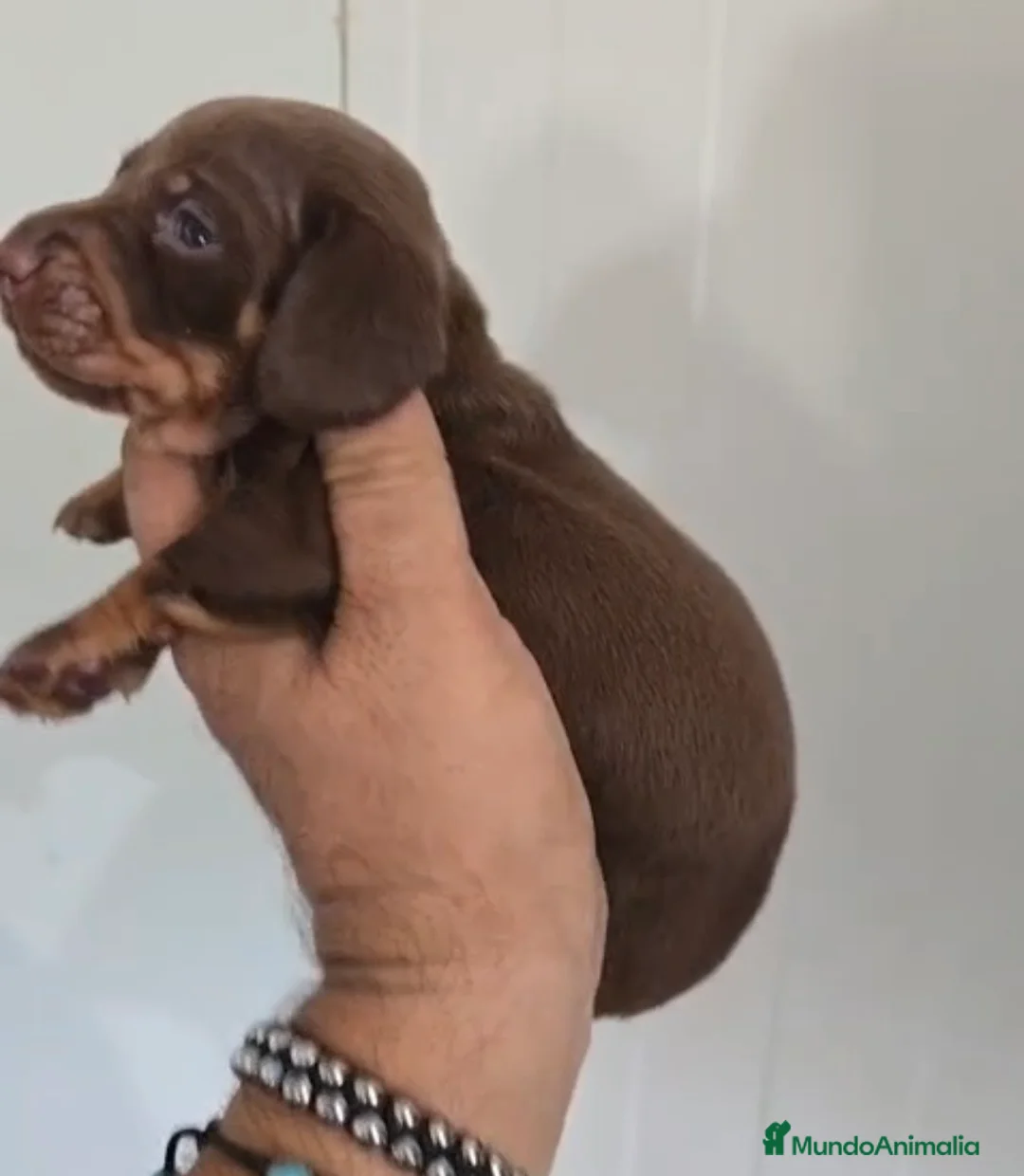 Teckel Miniatura perros en venta: Teckel miniatura macho chocolate  🩵🔥🐾 - Anuncio 2