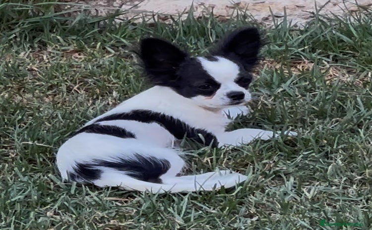Chihuahua perros - Propaganda 5