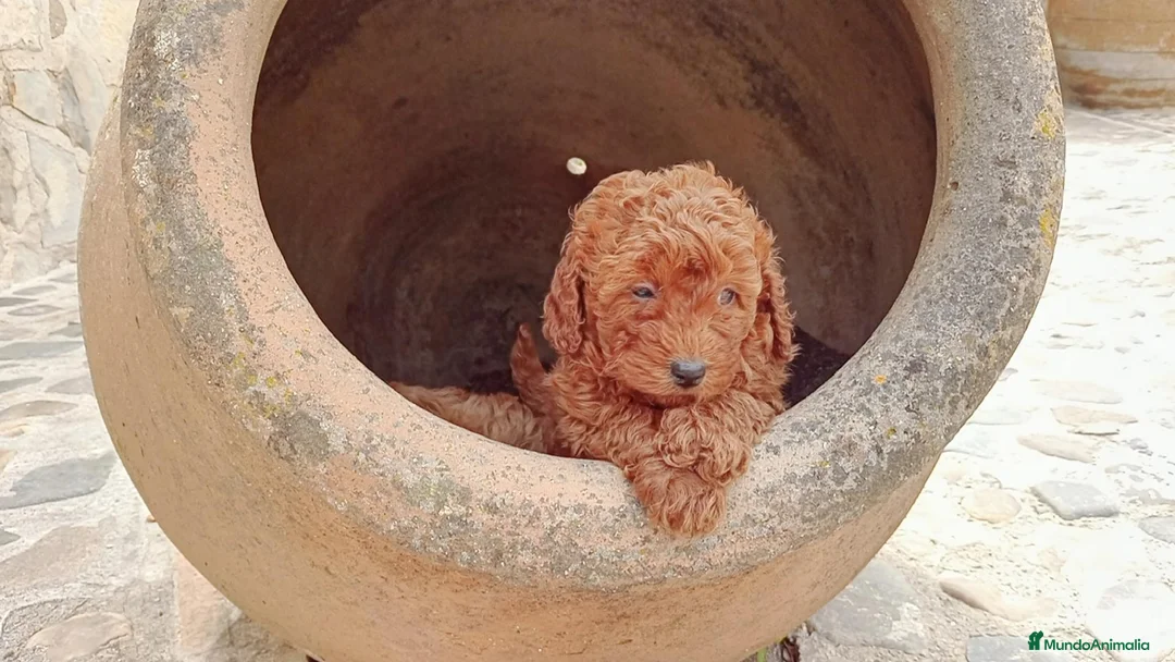 Raza Mixta perros en venta: Caniches enanos - Anuncio 6