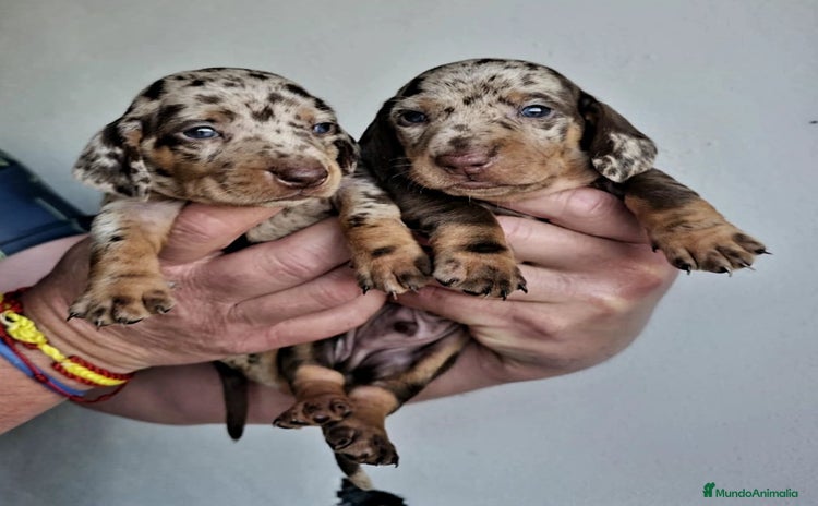 Teckel Miniatura perros - Anuncio 1