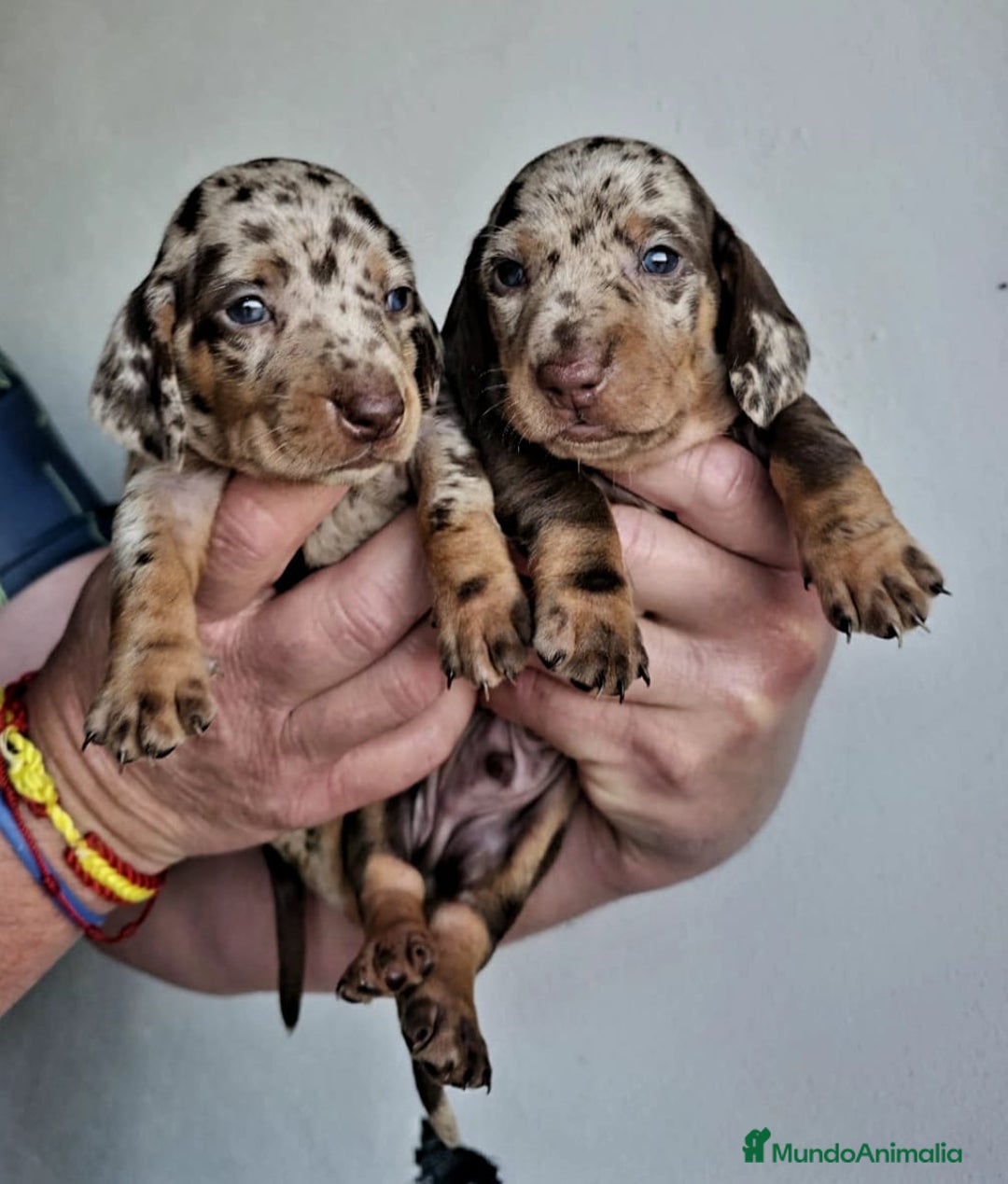 Teckel Miniatura perros en venta: TECKEL MINIATURA ARLEQUÍN  - Imagen 1