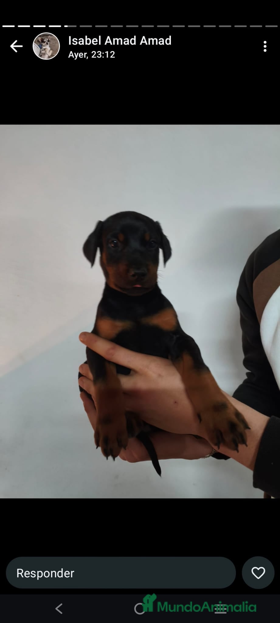 Dobermann perros Doberman  - Anuncio 2