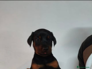 Dobermann perros Doberman - Anuncio 2