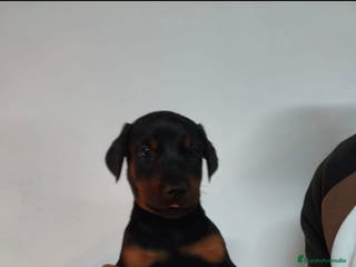 Dobermann perros Doberman - Anuncio 27