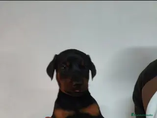 Dobermann perros Doberman - Anuncio 39