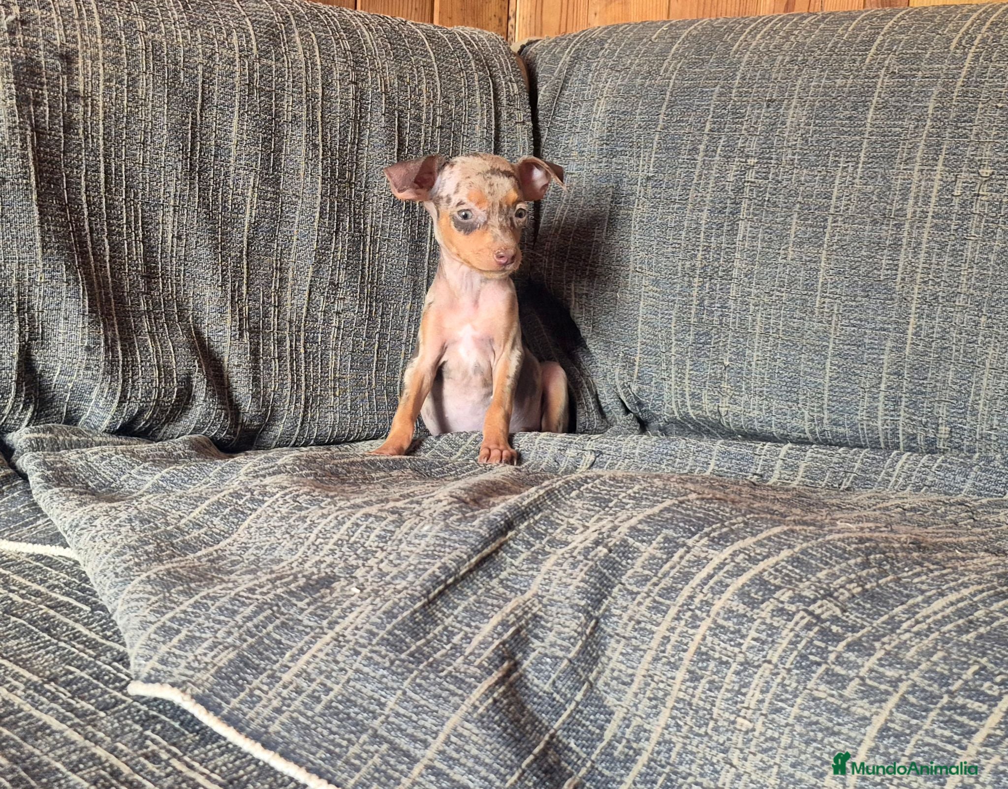 Pinscher Miniatura perros Pincher miniatura merle Chocolate  - Anuncio 1