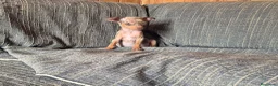 Pinscher Miniatura perros en venta: Pincher miniatura merle Chocolate  - Anuncio 1