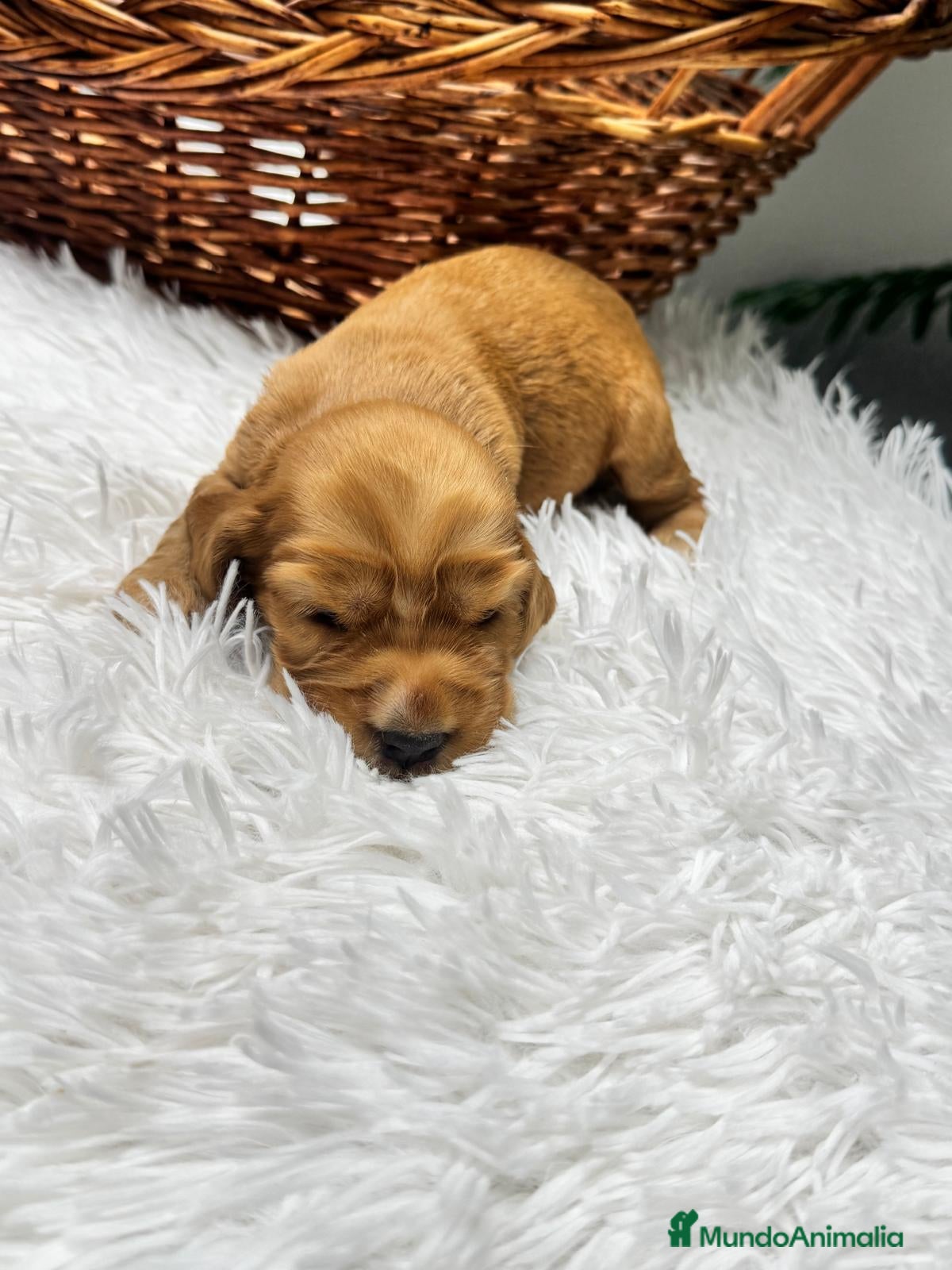 Cocker Spaniel Inglés perros en venta: COCKER SPANIEL INGLES - Anuncio 16