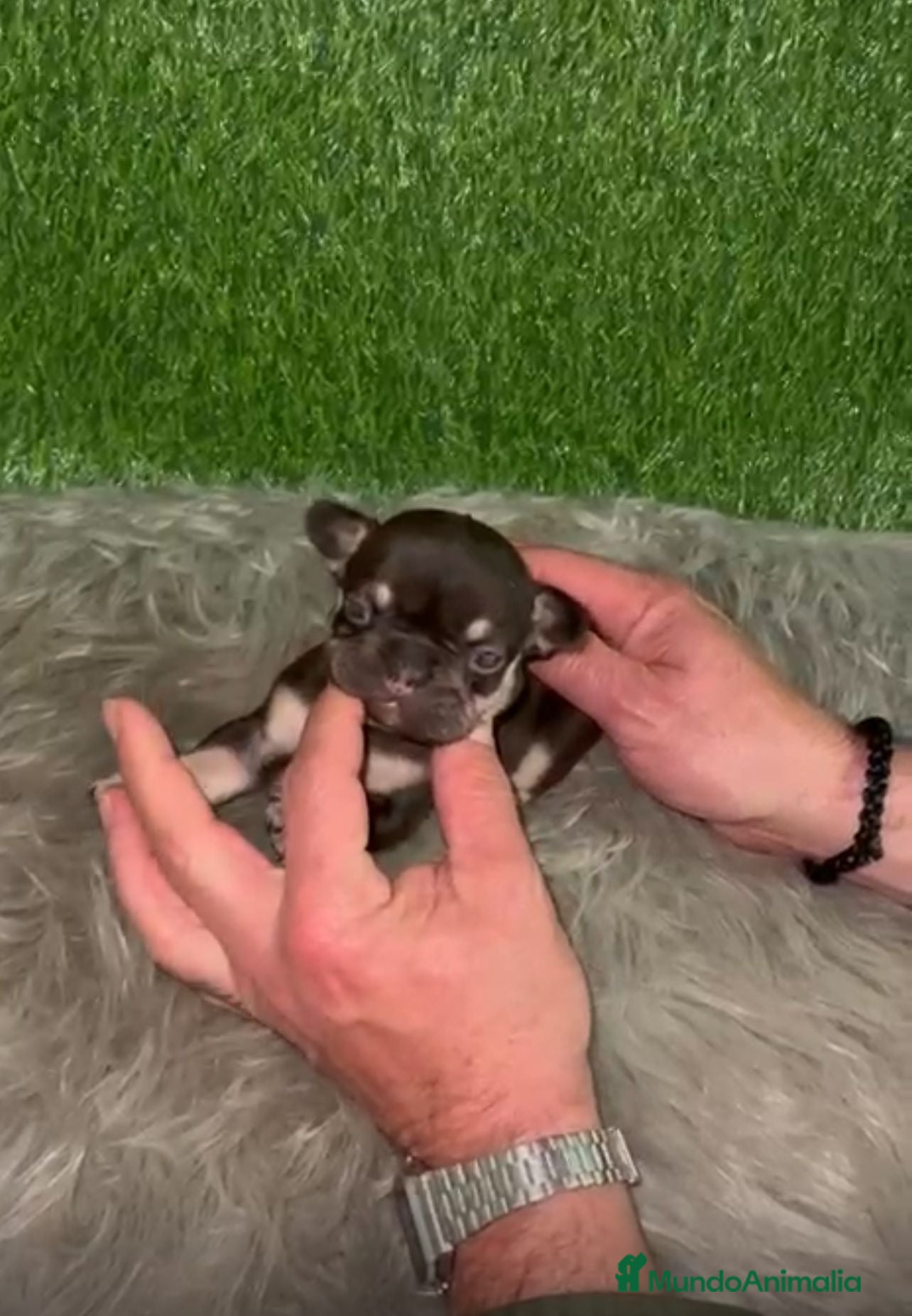 Bulldog Francés perros BULLDOG EXÓTICO CHOCOLATE TAN - Anuncio 1