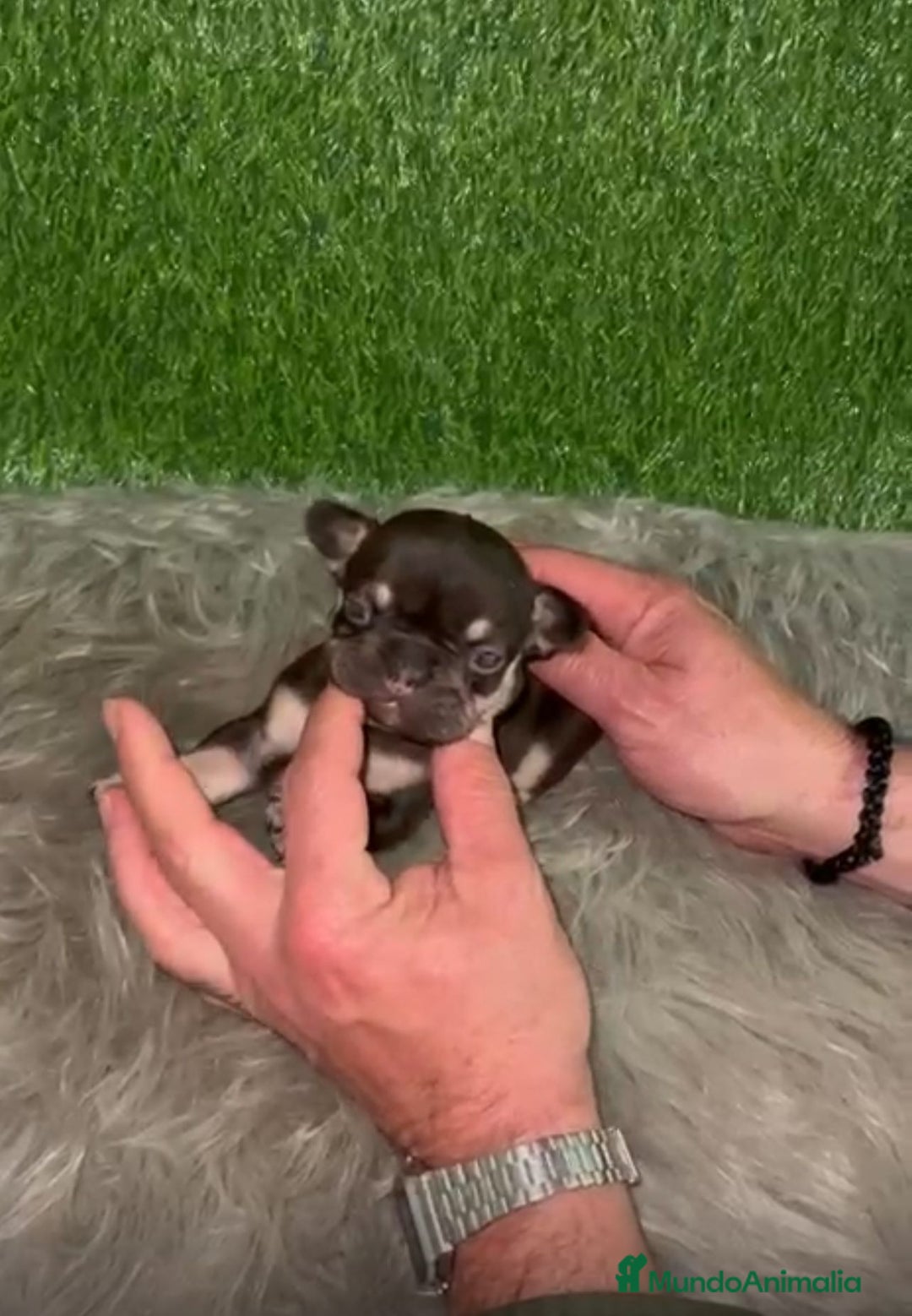 Bulldog Francés perros en venta: BULLDOG EXÓTICO CHOCOLATE TAN - Anuncio 1