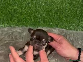 Bulldog Francés perros en venta: BULLDOG EXÓTICO CHOCOLATE TAN - Anuncio 2